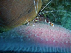 Shrimp @ Bloody Bay Wall Little Cayman by Matt Ansier 